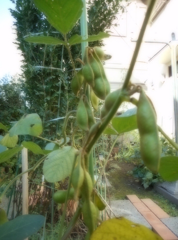 丹波篠山の枝豆