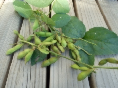 丹波篠山の枝豆収獲