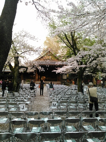 ソメイヨシノの標本木