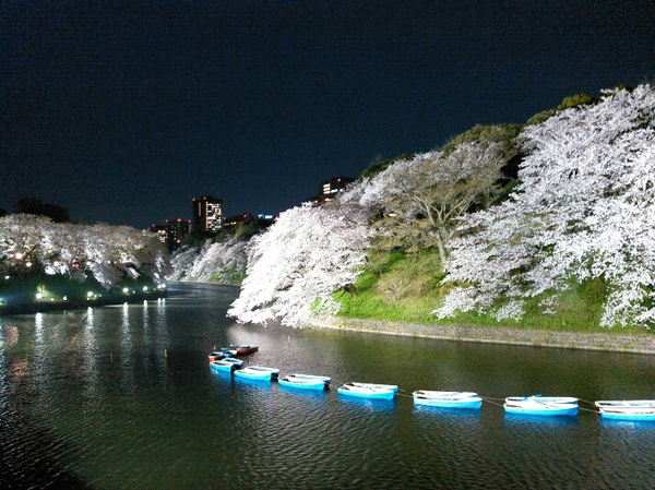 夜桜