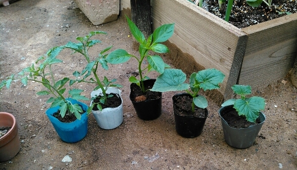 夏野菜の苗