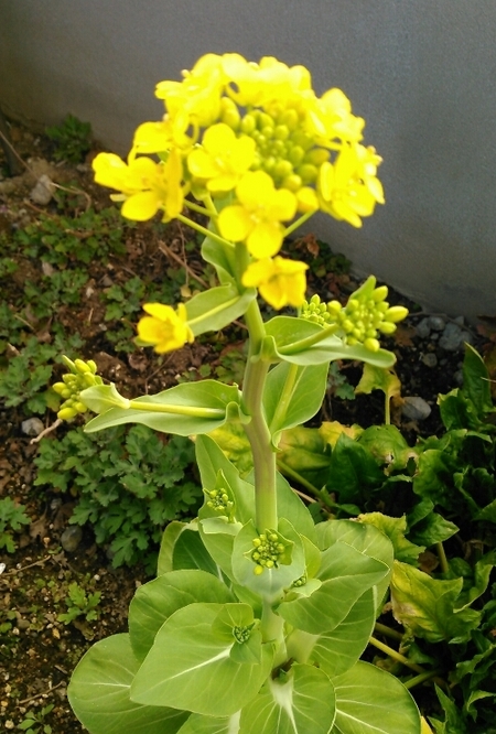 青梗菜の花