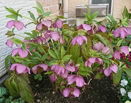 クリスマスローズ